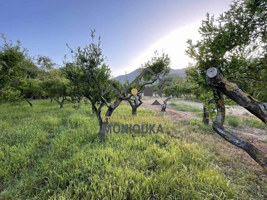 (Προς Πώληση) Αξιοποιήσιμη Γη Οικόπεδο || Ν. Χίου/Καμπόχωρα - 5.500 τ.μ, 140.000€ 