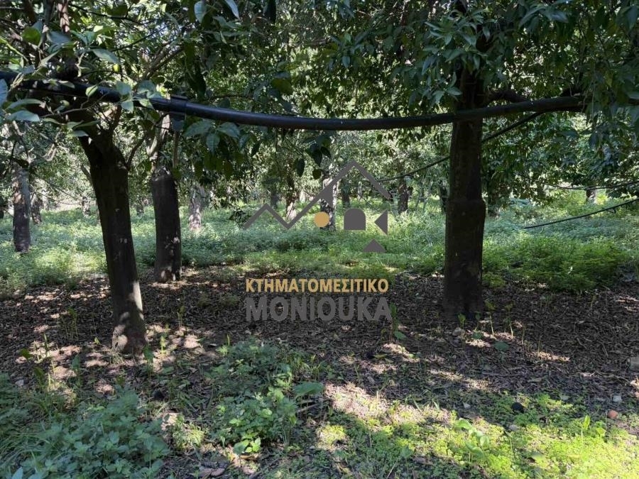 (Προς Πώληση) Αξιοποιήσιμη Γη Οικόπεδο εντός οικισμού || Ν. Χίου/Χίος - 220 τ.μ, 20.000€ 